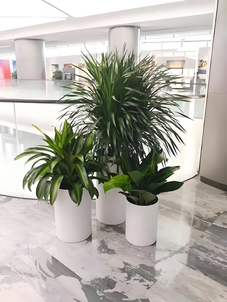 符合搜索习惯，鄞州绿植出租价格看这！><div class=